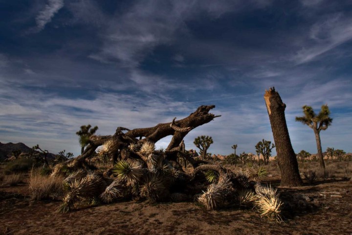 As US Parks Go Understaffed, People Are Destroying California's Protected Joshua Trees